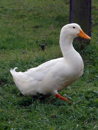 Pekin Duck